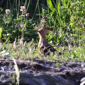 Eurasian Hoopoe