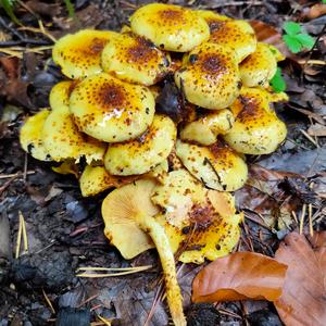 Golden Pholiota