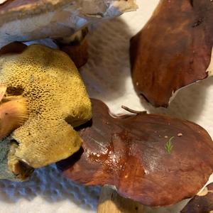 Bay Bolete