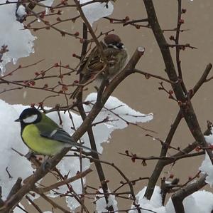 Great Tit