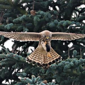 Common Kestrel