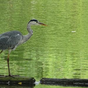 Grey Heron