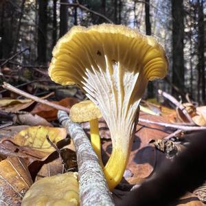 Trumpet Chanterelle