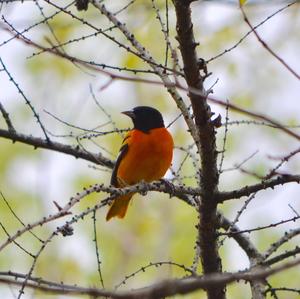 Baltimore Oriole