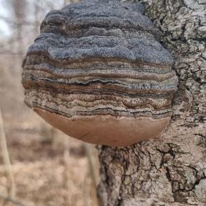 Tinder Polypore