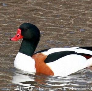 Common Shelduck