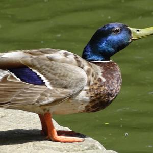 Mallard