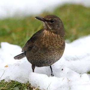 Eurasian Blackbird