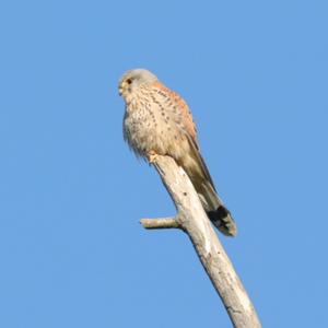 Common Kestrel