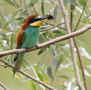 European Bee-eater