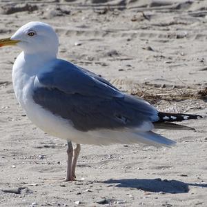 Herring Gull