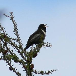 Ring Ouzel