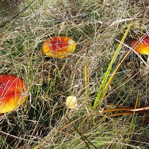 Fly Agaric