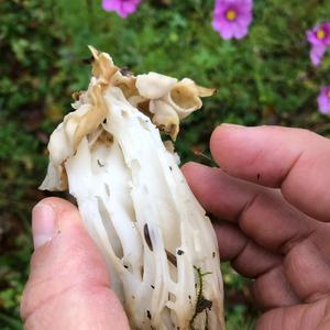 Fluted White Helvella