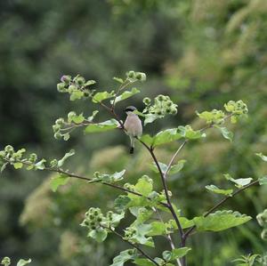 Great Grey Shrike