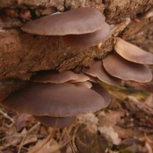 Oyster Mushroom