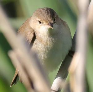 Eurasian Reed-warbler