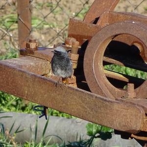 Black Redstart