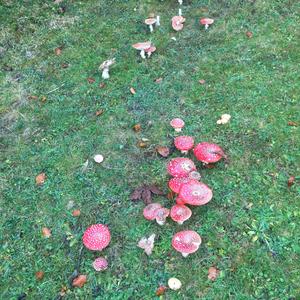 Fly Agaric