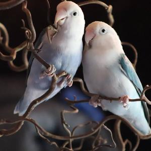 Lilian's Lovebird