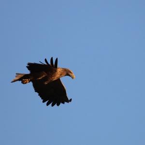 White-tailed Eagle