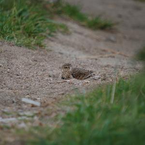 Eurasian Skylark