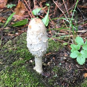 Shaggy Mane