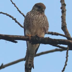 Common Kestrel