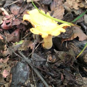 Chanterelle, Common