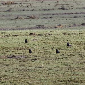 Common Starling