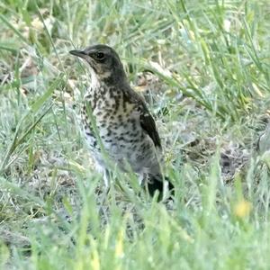 Mistle Thrush