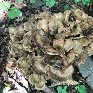 Black-staining Polypore