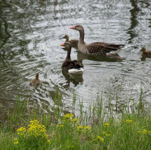 Greylag Goose