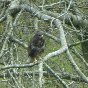 Common Buzzard