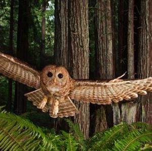 Tawny Owl