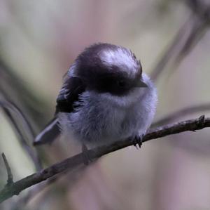 Long-tailed Tit