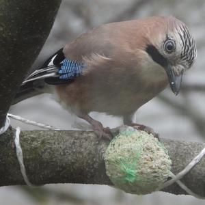 Eurasian Jay