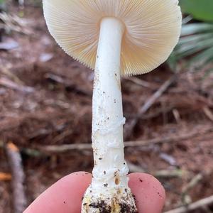 Gemmed Amanita