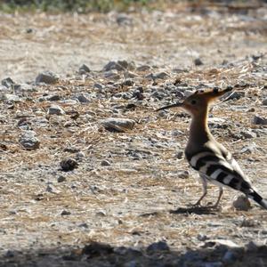 Eurasian Hoopoe