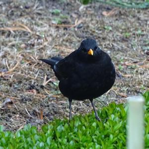 Eurasian Blackbird