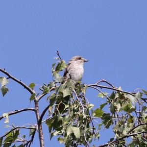 Red-backed Shrike