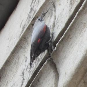 Wallcreeper