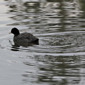 Common Coot