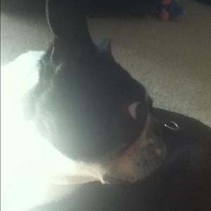 Boston Terrier