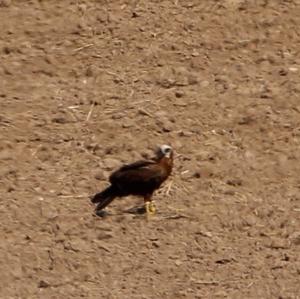 Red Kite