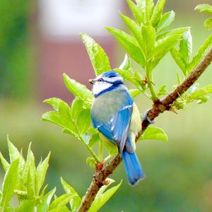 Blue Tit