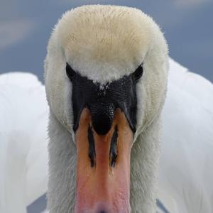 Mute Swan