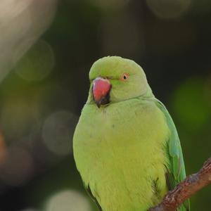 Rose-ringed Parakeet