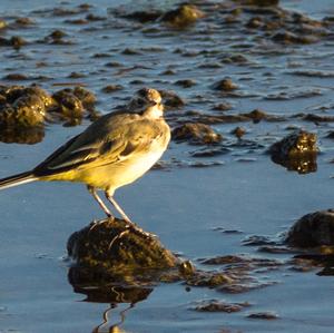 Grey Wagtail