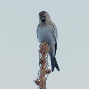 Common Redpoll